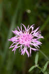 Spotted knapweed